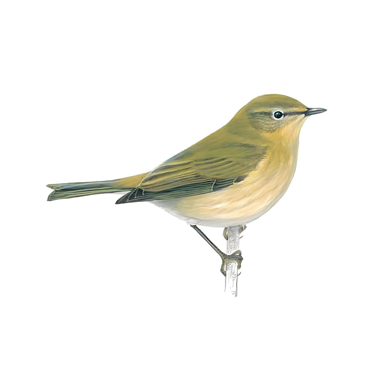 An illustration of a Chiffchaff. Image Credit: RSPB.