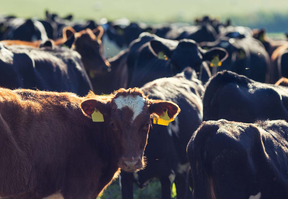 A herd of cows in a field