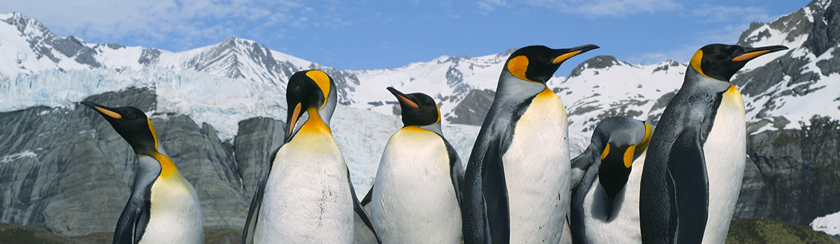 an image of a group of penguins from 'Animal Kingdom' IMAX film