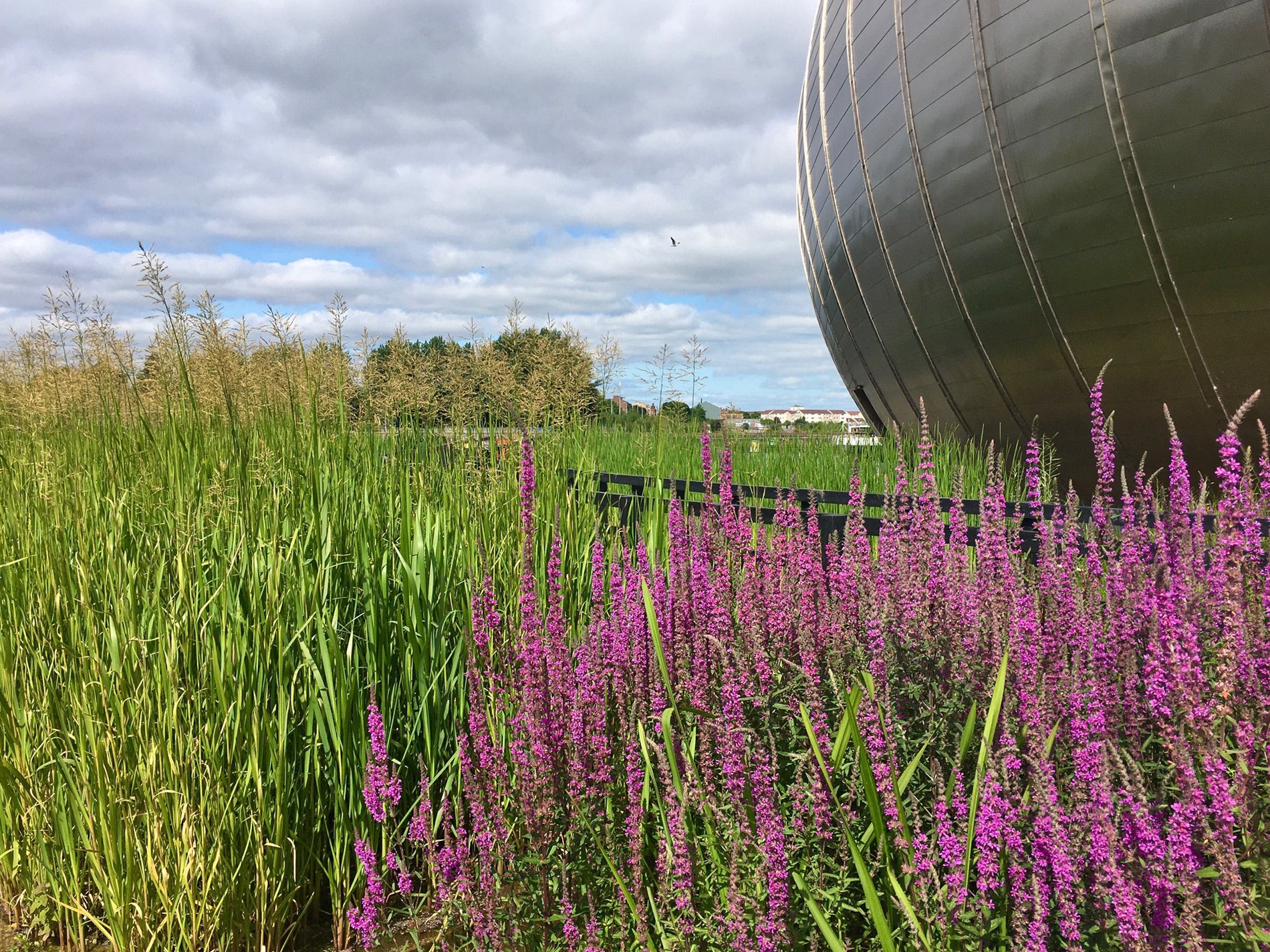 Wetland area with green and purple plants growing in the moat around the silver IMAX building at Glasgow Science Centre