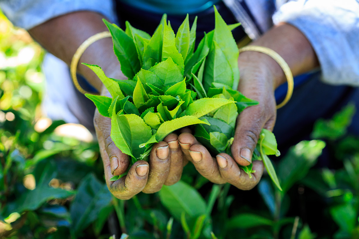 A pair of hands full of tea leaves