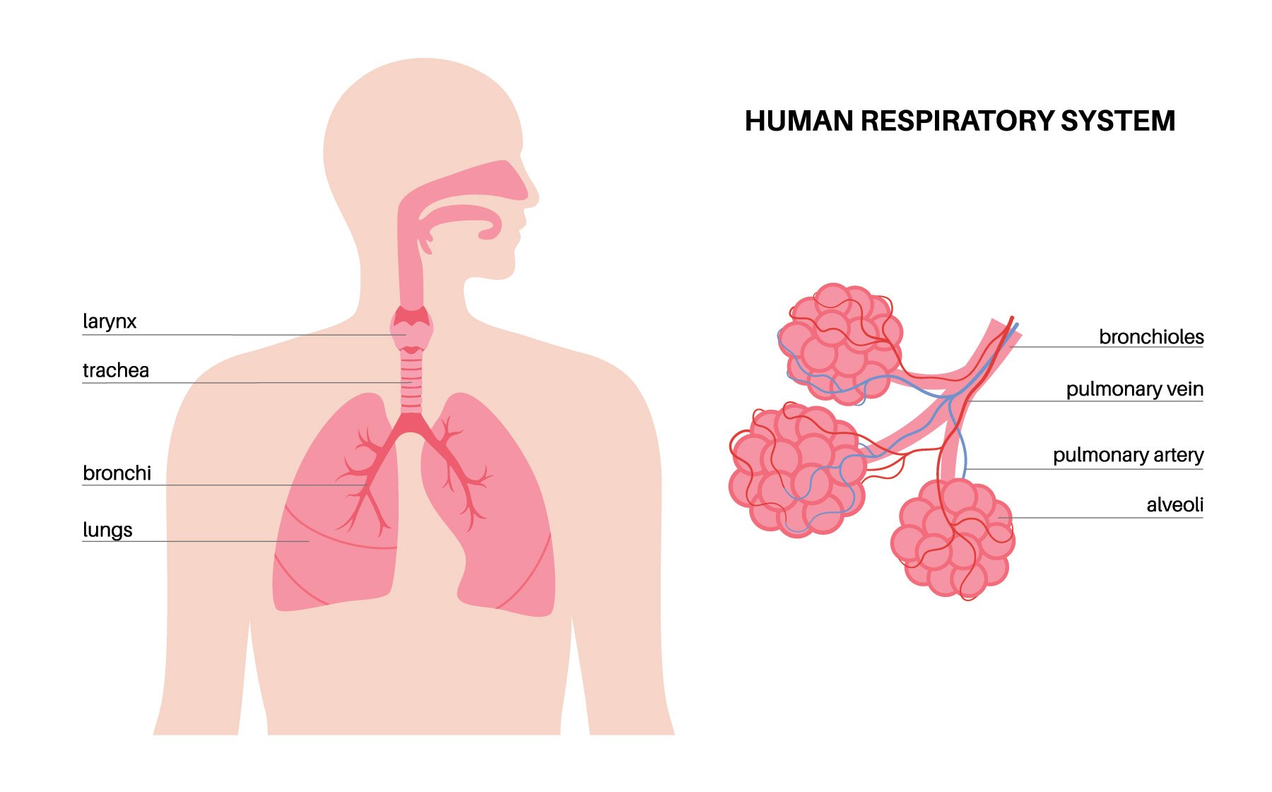 Anatomy of the lungs, including the trachea, bronchi, bronchioles, and alveoli where oxygen is transferred to the blood.
