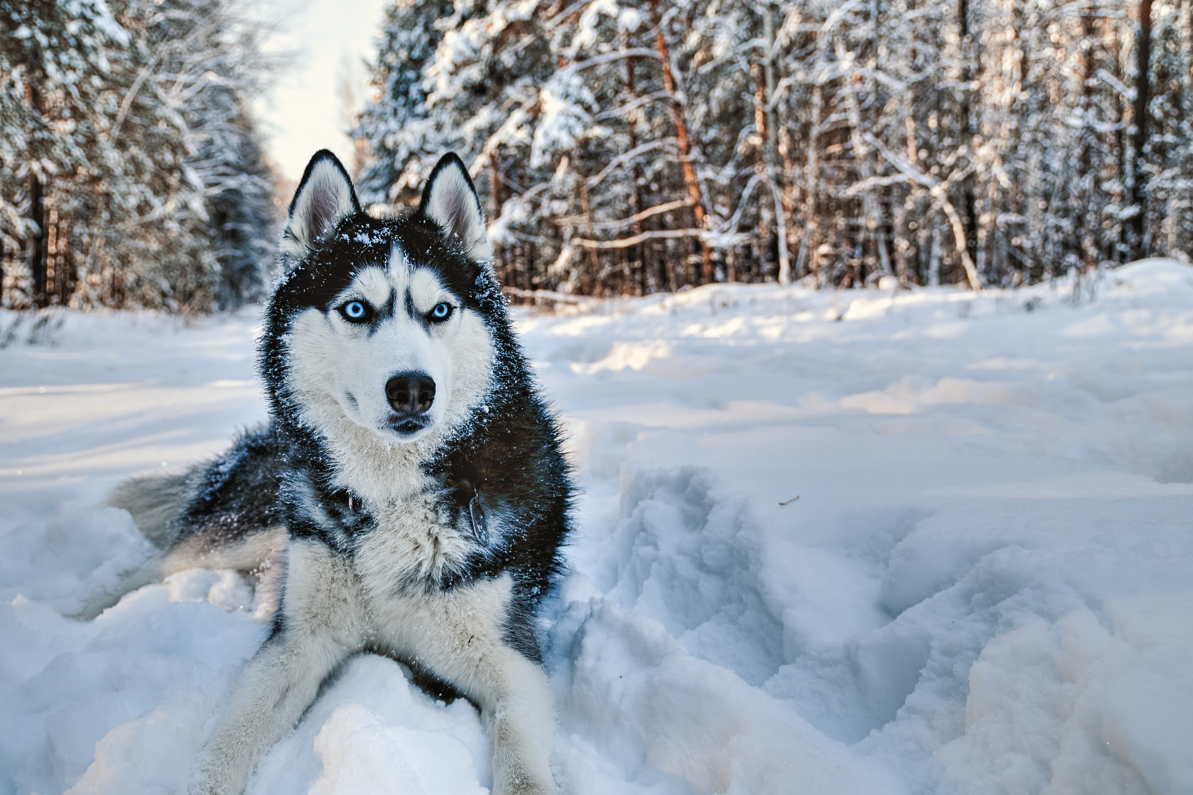 Wolf or husky in snow