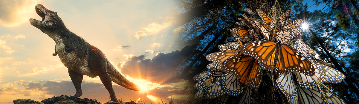 screenshots from T-REX 3D and Butterfly Journey 3D