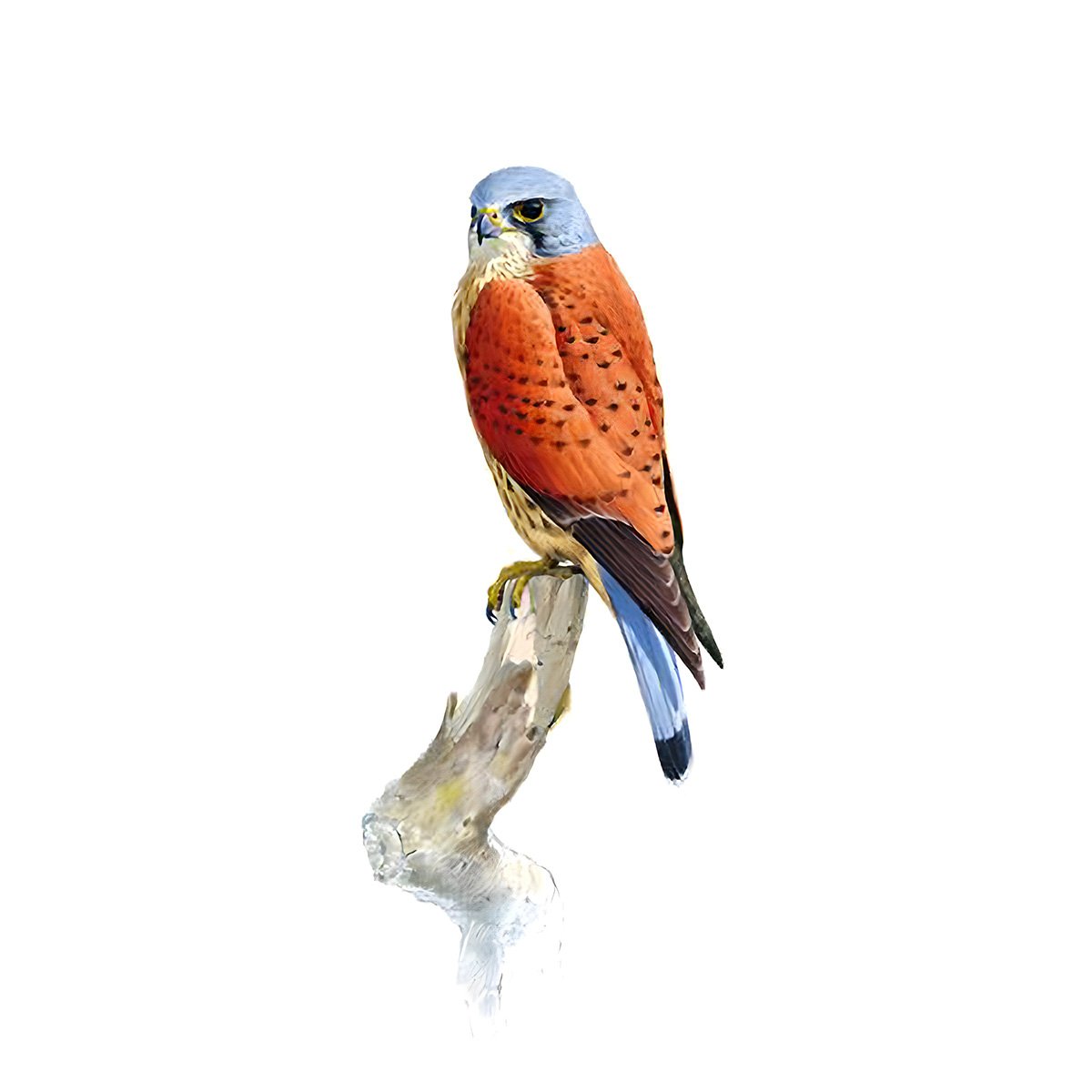 An illustration of a Kestrel. Image credit: RSPB.