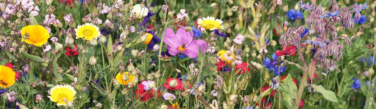 Bed of flowers representing the Flower Power workshop