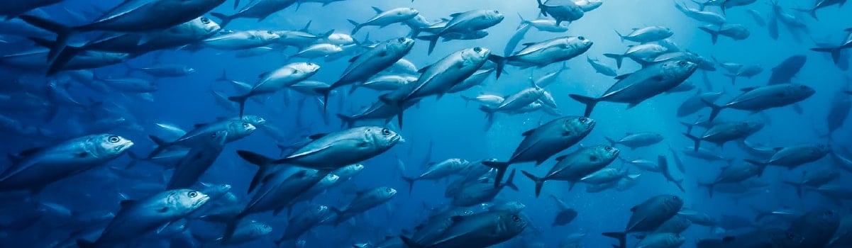 image taken from Ocean Odyssey 3D consisting of multiple fish