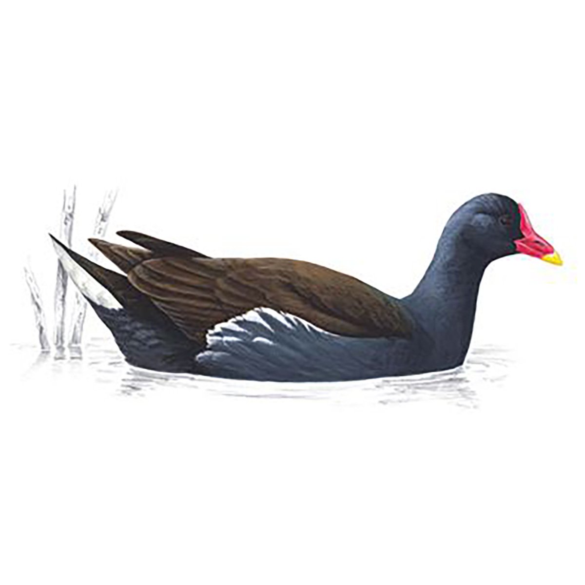 An illustration of a Moorhen. Image credit: RSPB.