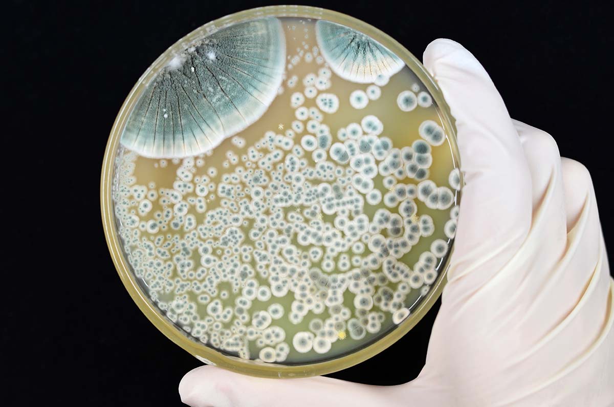 A petri dish with penicillium growing