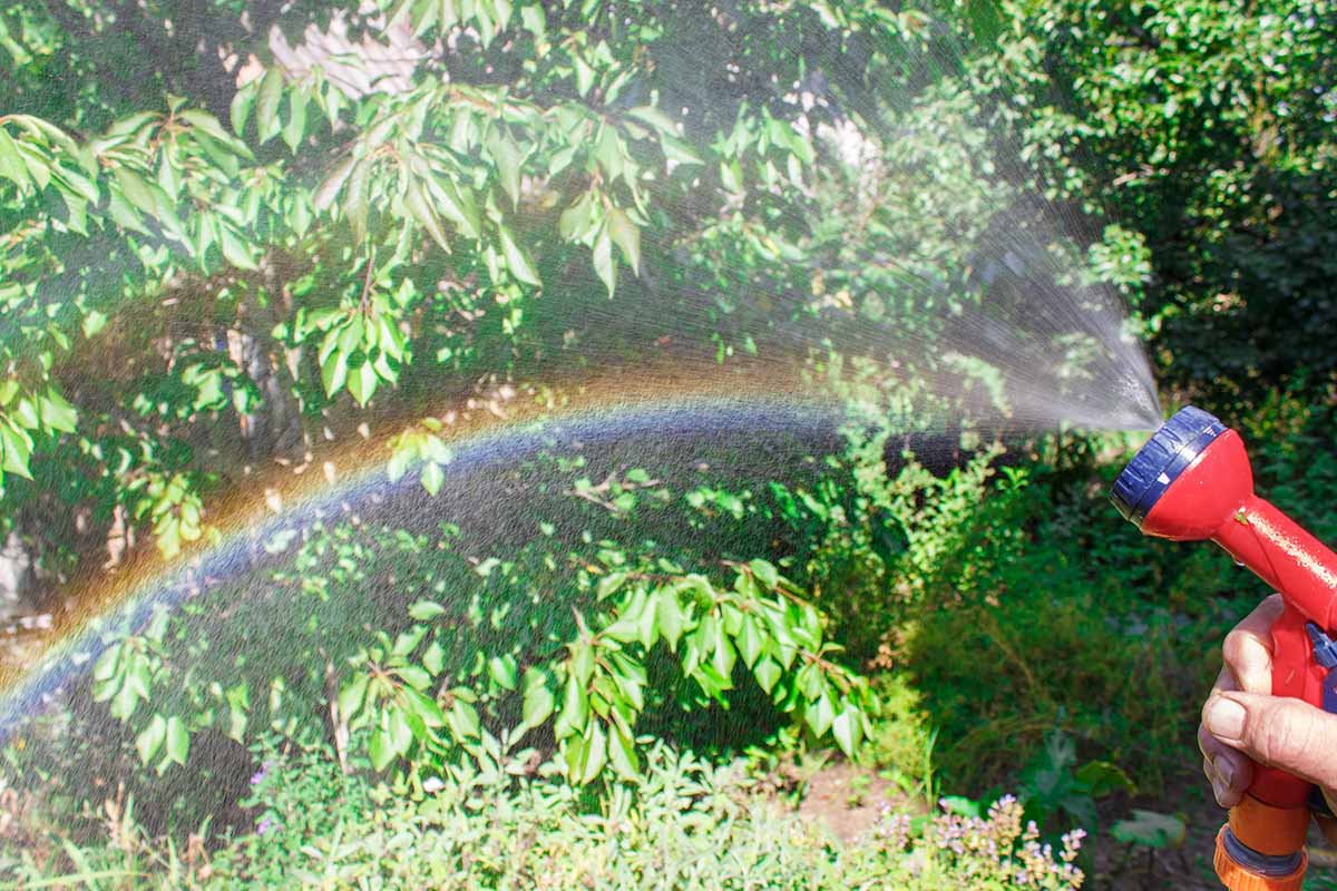 A rainbow created in the water mist from a garden hose
