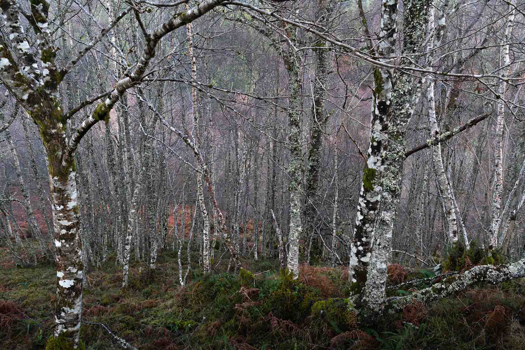 Silver birch trees