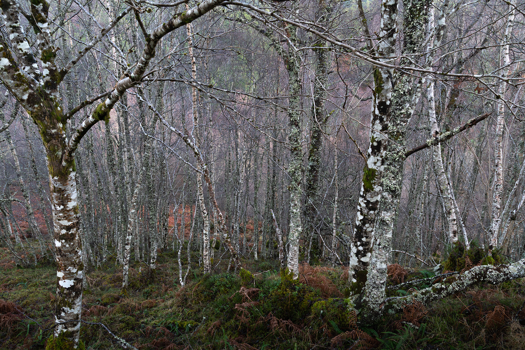 Silver birch trees crowd a steep slope