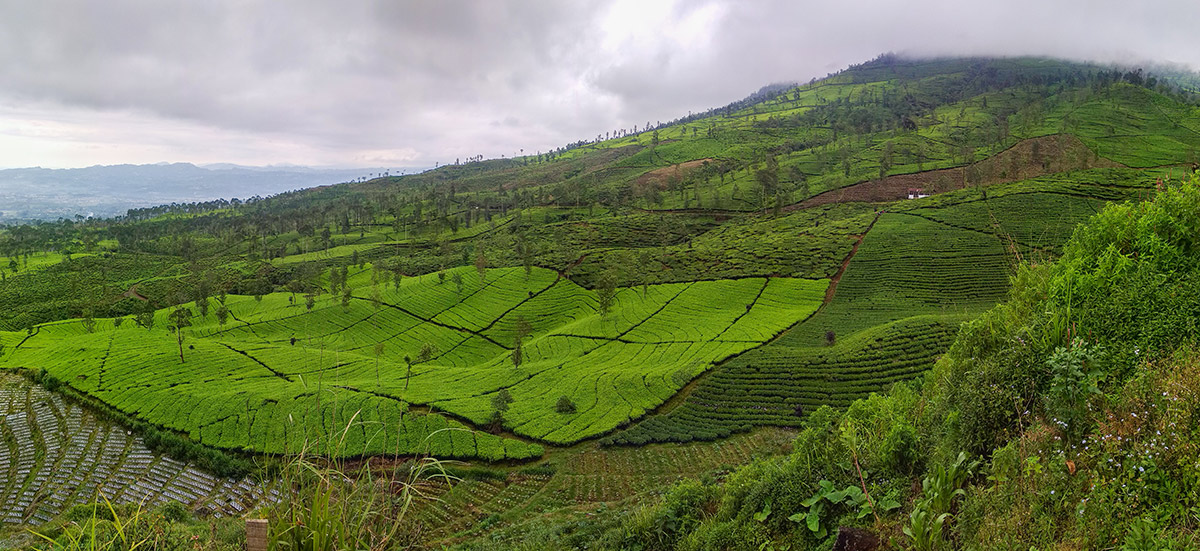 A tea plantation, Java.