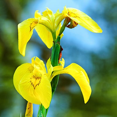 A yellow iris
