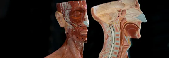 A model of a human head and neck