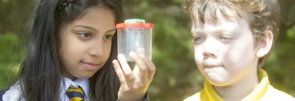 Pupils examine bugs they've collected outdoors as part of an OPAL survey