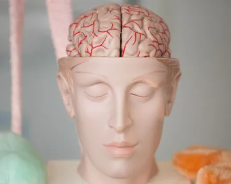head with brain exhibit