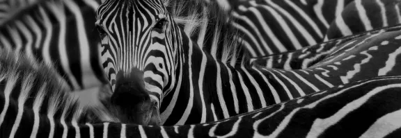 Zebra camoflauge