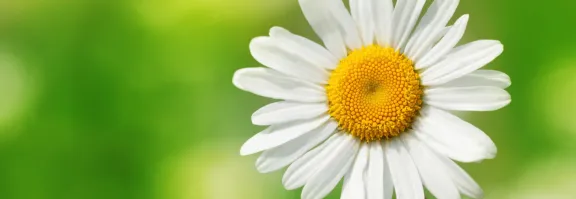 Close up of a daisy on a green background