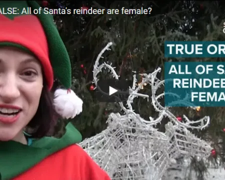 Glasgow Science asked the public whether they think it is TRUE or FALSE that all of Santa's reindeer are female. The majority of the public voted FALSE, however it is in fact TRUE - all of Santa's reindeer are female, as male reindeer shed their antlers in winter!