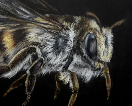 A drawing of a bee by artist, Kelly Stanford