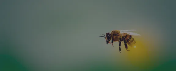 Banner image showing bee