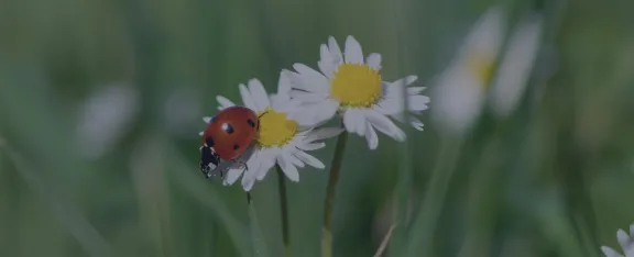 A bug on a flower