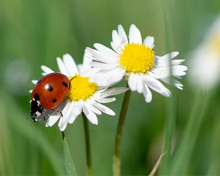 A bug on a flower