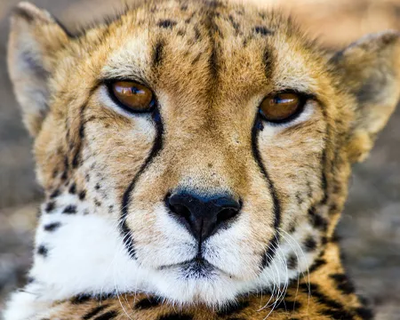 Close up of adult cheetah