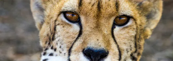 Close up of adult cheetah
