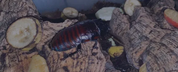 A Madagascan hissing cockroach