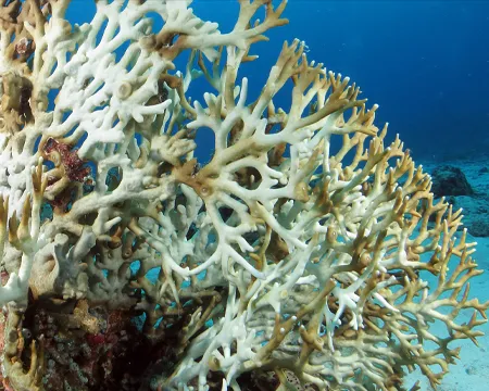 Coral Bleaching under water in Okinawa, Japan