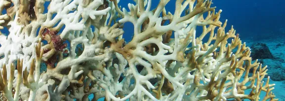 Coral Bleaching under water in Okinawa, Japan