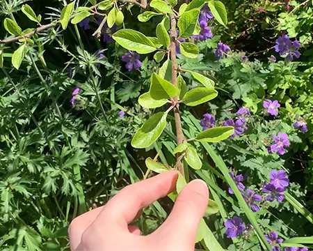 A plant its leaves form a repeating pattern