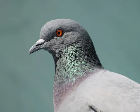 Grey pigeon close up