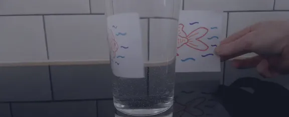 A drawing of a fish appears reversed as it passes behind a glass of water
