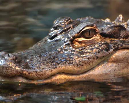 An American alligator in a Florida swamp