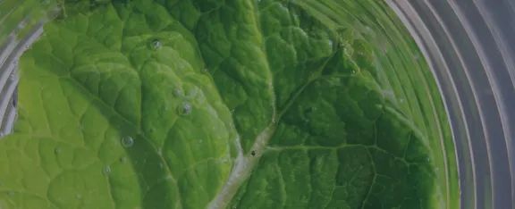 The green leaves of a plant underwater releasing bubbles of oxygen