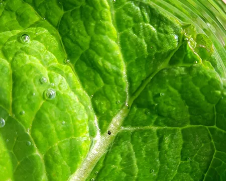 The green leaves of a plant underwater releasing bubbles of oxygen