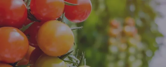 Banner image showing tomatoe