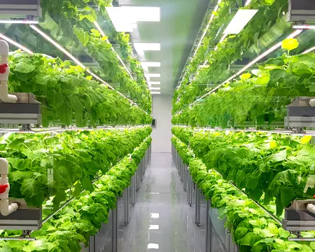 Plant vertical farms producing plant vaccines