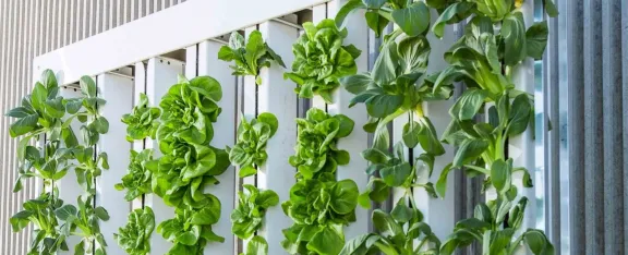 Grid image showing vegetables growing vertically