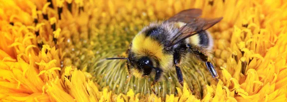 Bumble bee on a flower