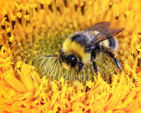 Bumble bee on a flower