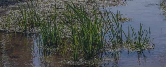 Banner image showing a wetlands