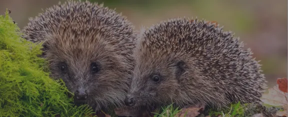 Banner image showing hedgehogs