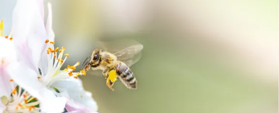 Banner showing bees