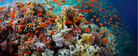 Banner showing coral reef and fish