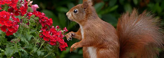 Red Squirrel on Brown Table Top