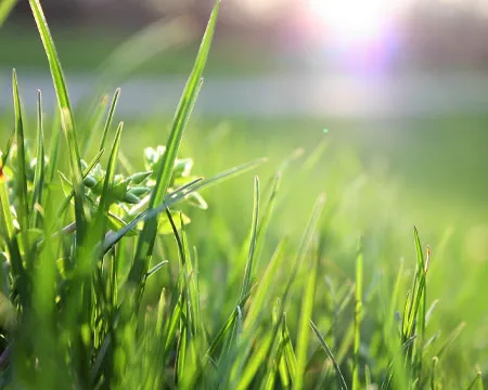 Macro Shot of Grass Field